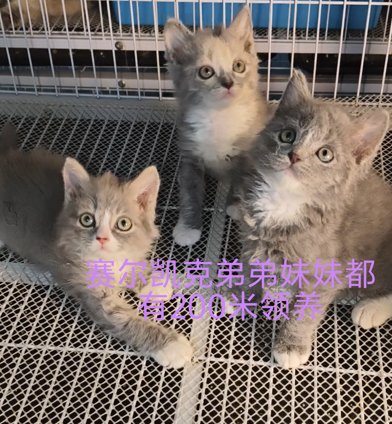 黑猫拿破仑 蓝猫 蓝白矮脚紫金矮脚金点高脚矮脚 赛凯弟弟妹妹大疫苗全
